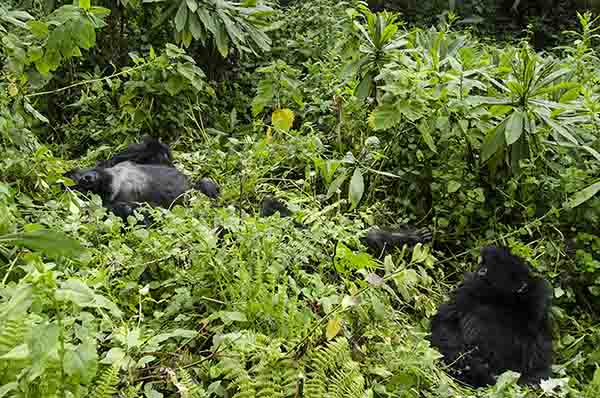 03 - Gorila y crias - selva de Virunga - parque nacional de los volcanes - Ruanda